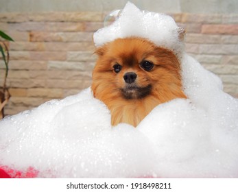 犬 シャンプー の画像 写真素材 ベクター画像 Shutterstock