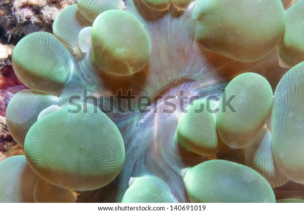 Bubble Coral Mouth Stock Photo (Edit Now) 140691019