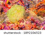 Bubble Coral  Stony Coral  Plerogyra sinuosa at Coral Reef in North Ari Atoll Maldives  Indian Ocean  Asia