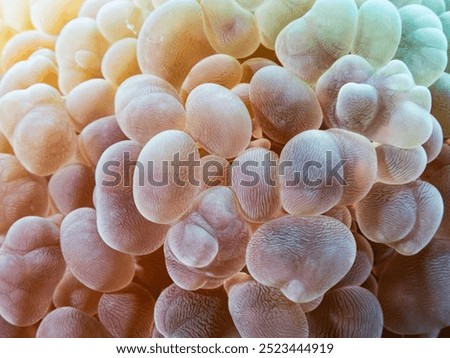 Bubble corals,Polyps resemble bubbles during the day but at night the little balloons deflate to allow for their tentacles to protract and hunt.