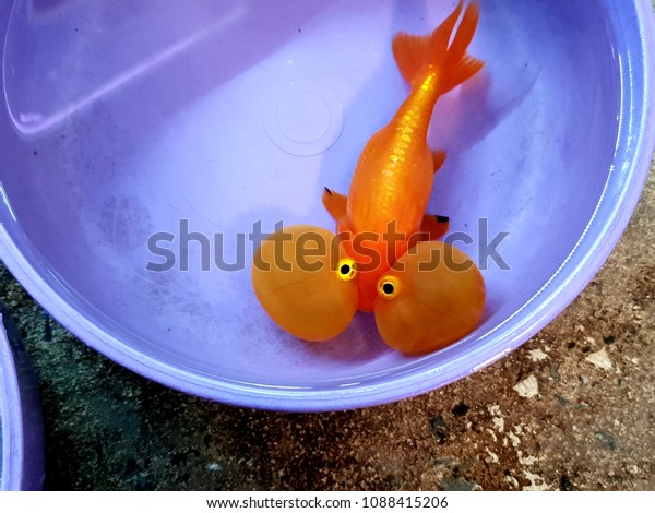 plastic goldfish toy