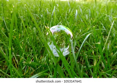 
Bubble in grass.