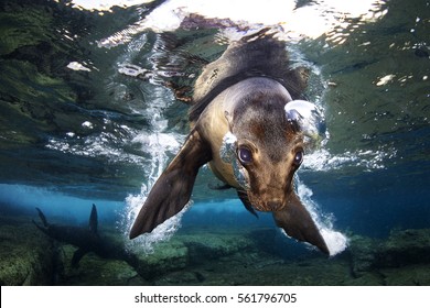 Bubble Making, Sea Lion, Baja California