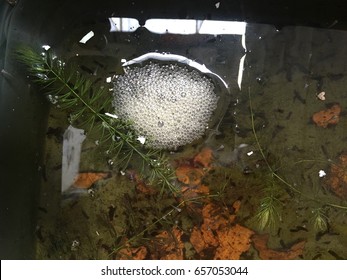 Bubble Nest