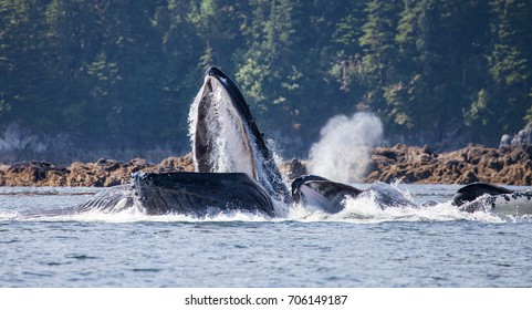 Bubble Net feeding humpback whales in Alaska. Cooperative hunting strategy shows the intelligence and complex society of this marine mammal