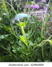 Bubble on a flower stem