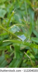 Bubble on Grass