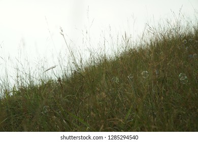 Bubble on grasses 