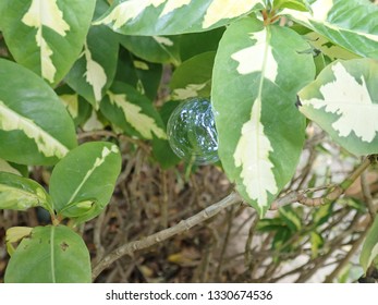 bubble on green leaf