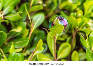 Bubble On a Leaf