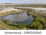 The Bubbler an artesian spring on the Oodnadatta track south of central Australia, south Australia Australia