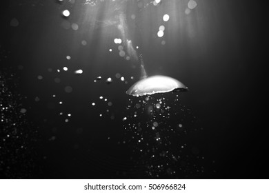 Bubbles