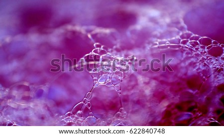 Similar – Foto Bild Nahaufnahme einer Fliederblüte von Globularia alypum mit Sonnenuntergangslicht in der Natur