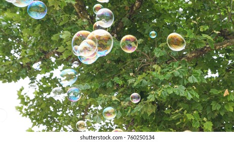Bubbles in Flight under a tree