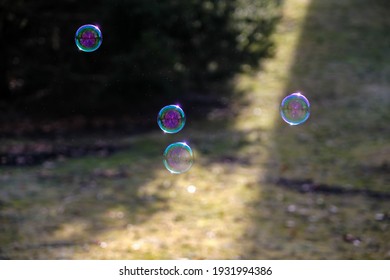 Bubbles floating in the sunset with grass and trees in the background
