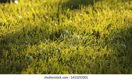 Bubbles in the grass in the summer