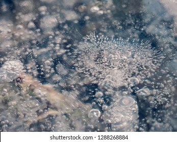 Bubbles Trapped Under Ice