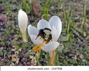 Buble Bee Pollinates A Crokus