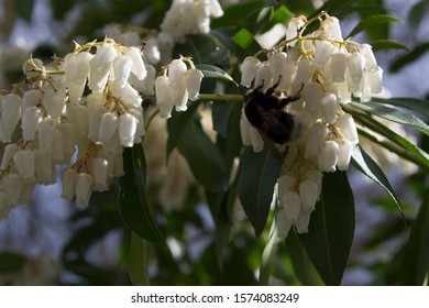 Buble Bee Resting On Small, White Flowers. 