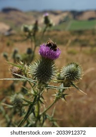 Buble Bee Sitting On A Thistle