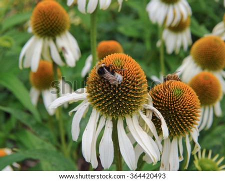 Bubmble Bee Pollinating a White Coneflower (Echinacea purpurea 'White Lustre' in a Country Cottage Garden in Devon, England, UK