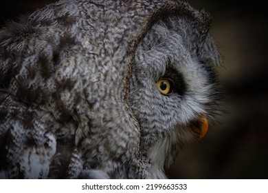 Bubo Bubo Owl Close Up