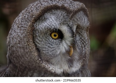 Bubo Bubo Owl Close Up