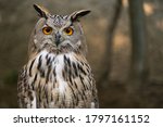Bubo Bubo owl portrait in nature