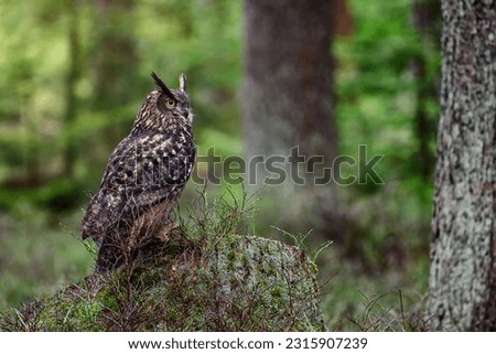 Bubo Bubo owl portrait in nature.portrait of a eagle owl in the nature. Bubo bubo. Beautiful eagle owl sitting on the stump. Wildlife scene from nature.