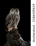 Bubo bubo. Portrait of an eurasian eagle owl flying in the night. - stock photo