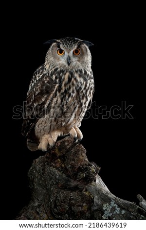 Bubo bubo. Portrait of an eurasian eagle owl flying in the night. - stock photo