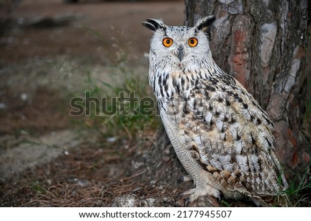 Bubo bubo Sibiricus - Siberian owl, is a species of bird Strigiformes in the family Strigidae. ストックフォト © 