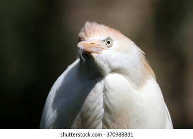  Bubulcus ibis