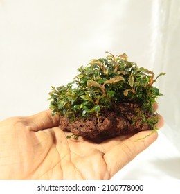 Bucephalandra Brownie Brown Kapuas Hulu