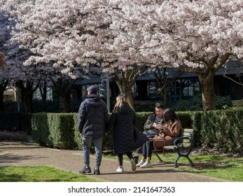 Buchanan Street, Burnaby BC, Canada - March 30, 2022: Street Shots On Cherry Blossoms In A Sunny Day