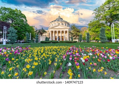 BUCHAREST, ROMANIA - 28.04.2019: Romanian Atheneum at sunset with red and yellow flowers in front. Bucharest, Romania.
