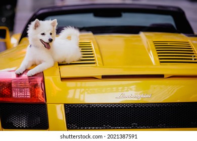 Bucharest, Romania - August 7, 2021: Small White Dog On Top Of A Yellow Convertible Lamborghini Sports Car.