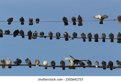Bucharest, Romania - January 13, 2019: Many pigeons are crammed in the cold of winter on the power and communications cables caught between the poles in Bucharest.