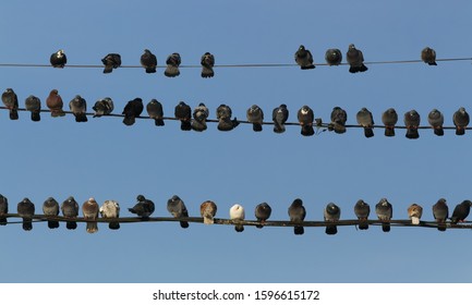 Bucharest, Romania - January 13, 2019: Many pigeons are crammed in the cold of winter on the power and communications cables caught between the poles in Bucharest.