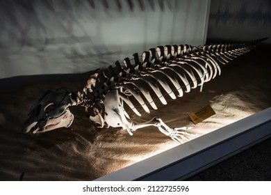 BUCHAREST, ROMANIA - JUNE 27, 2021: Florida Manatee Fossil Inside Grigore Antipa National Museum Of Natural History.