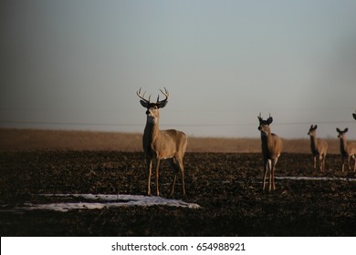 buck
