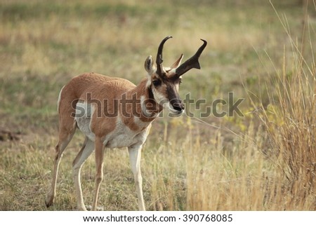 Buck Antelope