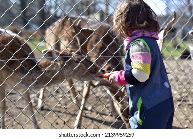 Buck Deer Eating Food Carrot From Girl Unrecognizable Hand At Family Petting Zoo, Close-up