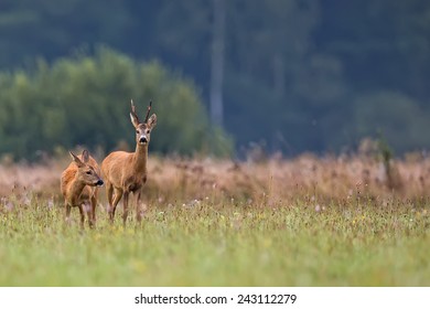 Buck deer with roe-deer in the wild - Powered by Shutterstock