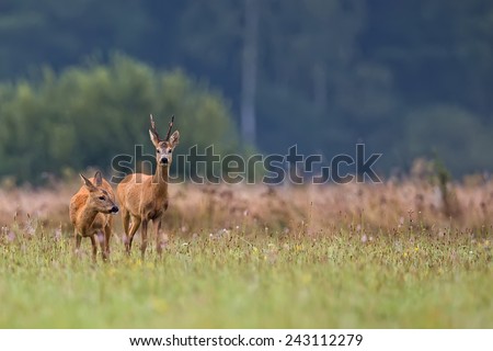 Similar – Image, Stock Photo red roe deer in the grass