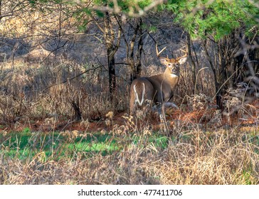A buck deer standing at attention during the rut and the Wisconsin rifle hunting season. 
