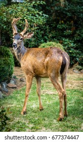 Buck Deer, Startled By Photographer