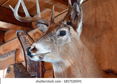 Buck Deer Taxidermy Animal Mount On Wall Of Rustic Log Cabin