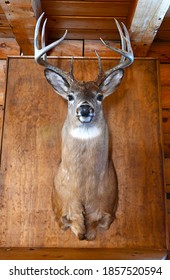 Buck Deer Taxidermy Animal Mount On Wall Of Rustic Log Cabin