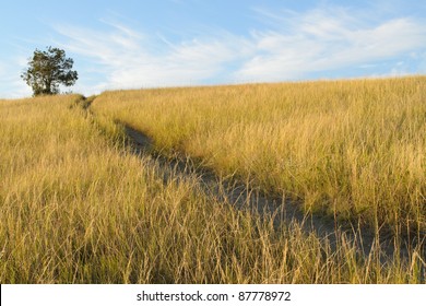 Buck Hill trail, isolated tree and grassland